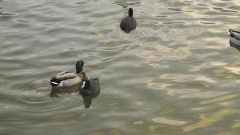 CHEW-VALLEY,-SOMERSET,-UNITED-KINGDOM,-December-30,-2019:-Coot-birds-walking-and-swimming-in-chew-valley-reservoir