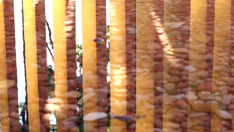 patrones de arquitectura pilares naranjas reflejados en el agua