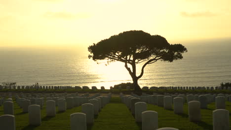 cámara haciendo zoom en un árbol recortado en un cementerio militar con cientos de lápidas de soldados caídos