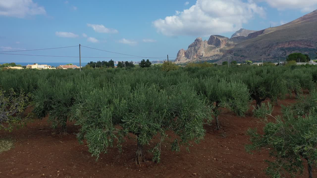 olivos en el país de sicilia