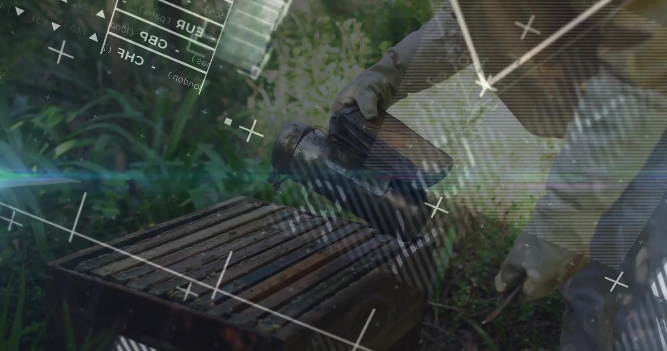Senior beekeeper lifting smoker, pumping bellows beneath lid, calming bees with farming data graphs