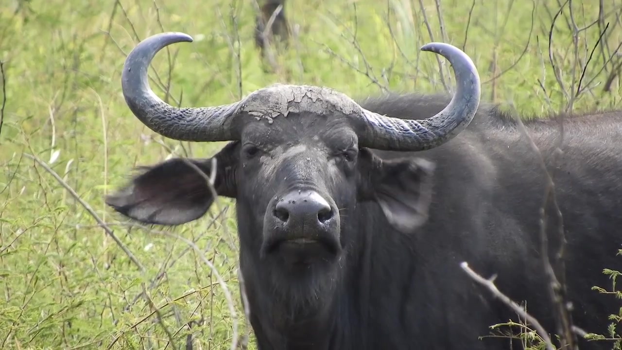 Bufalo africano in piedi in un campo di savana erbosa