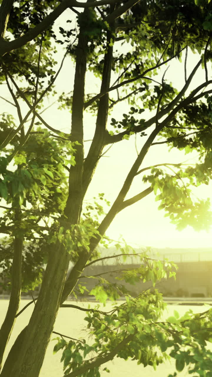 Sunrise gently illuminating a riverside tree surrounded by urban beauty