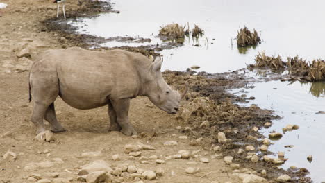white rhino with horn stands at waterhole in kenya in africa