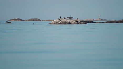 una bandada de cormoranes descansando en las rocas, con un fondo marino sereno y cielos despejados