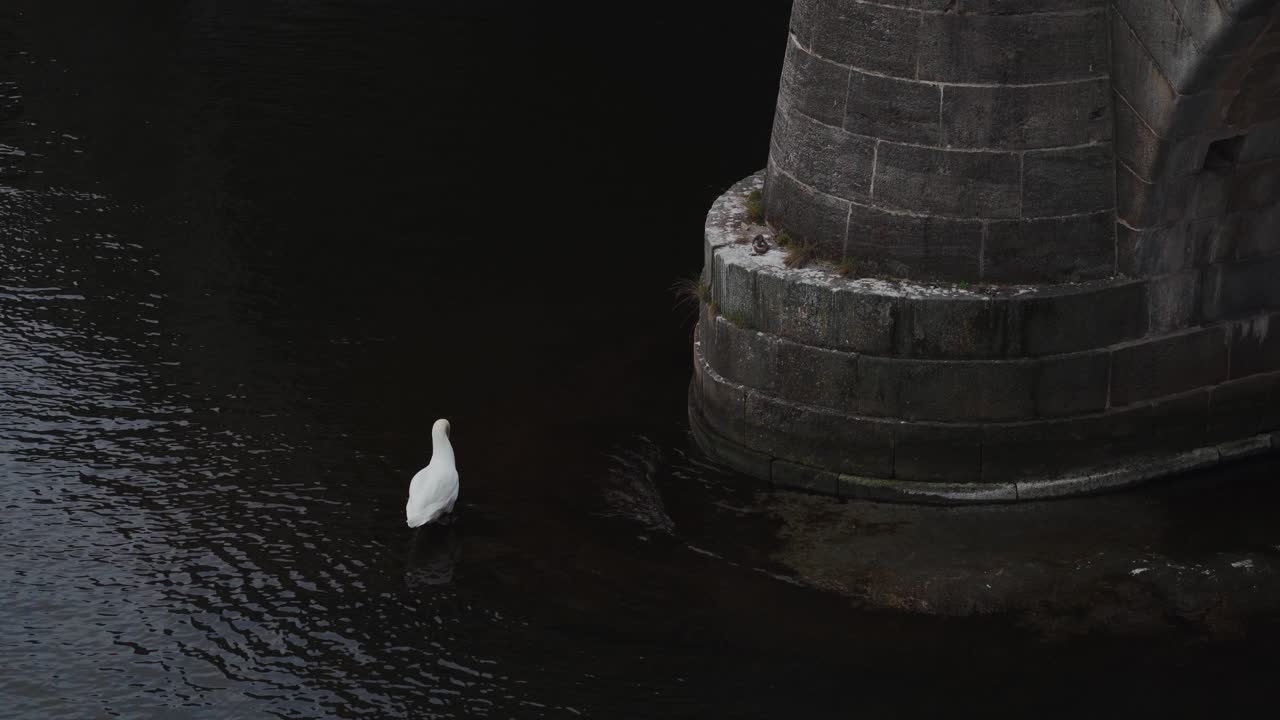 Swain sitting in water in Stockholm.