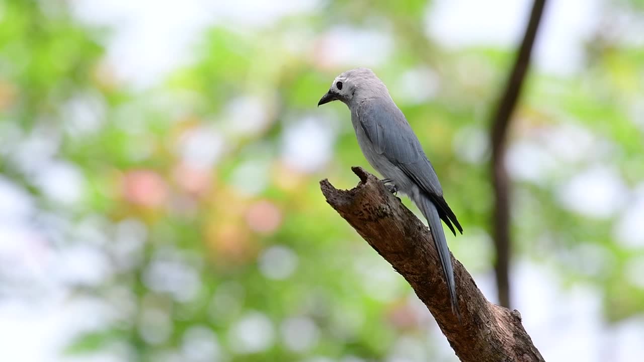 el drongo ceniciento es un migrante regular asustadizo a tailandia en el que le gusta posarse en lo alto de las ramas, que pueden estar lejos del alcance de humanos o animales, fácil de despegar y capturar insectos