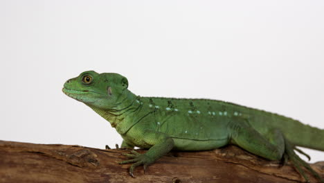 Basilisk-jesus-lizard-turns-head-around---isolated-on-white-background