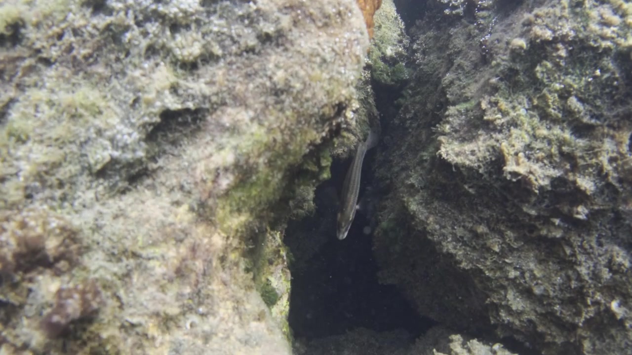 Små blå og grønne fisk navigerer i de dybe sprækker af et undersøisk klipperev, omgivet af forskellige havplanter