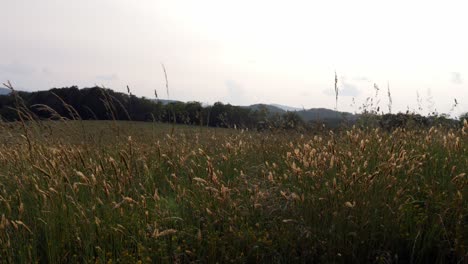 wide shot of grassy meadow in the appalachian mountains