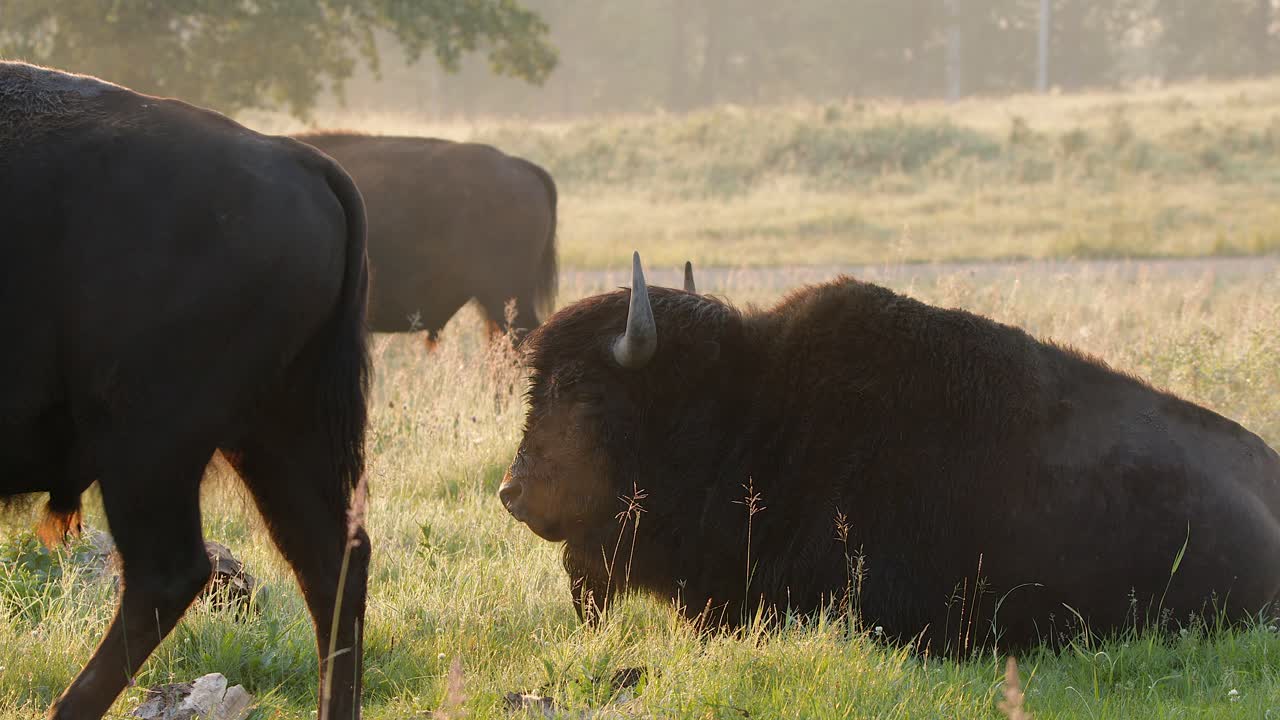 Herd of Plains bison relax on cool golden hour prairie grass morning