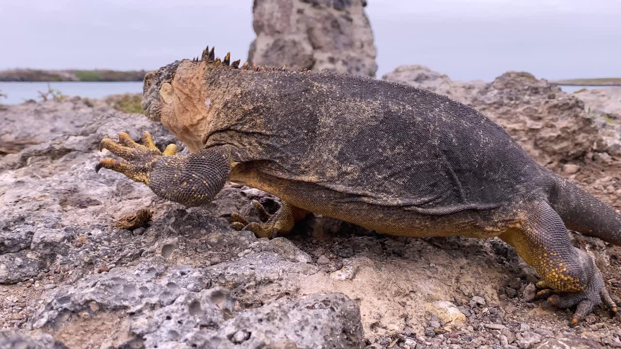 An Iguana Walks Across A Rocky Shore In The Galapagos