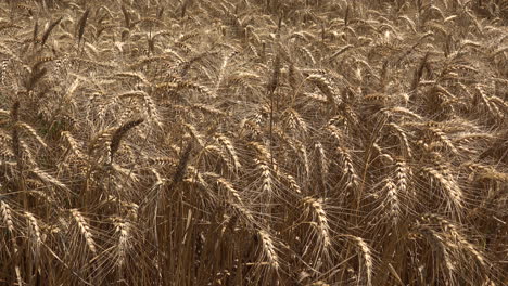 Feld-Reifer-Weizenpflanzen-Im-Sommer