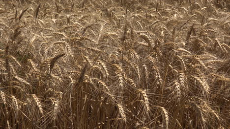 campo de cultivos maduros de trigo en verano