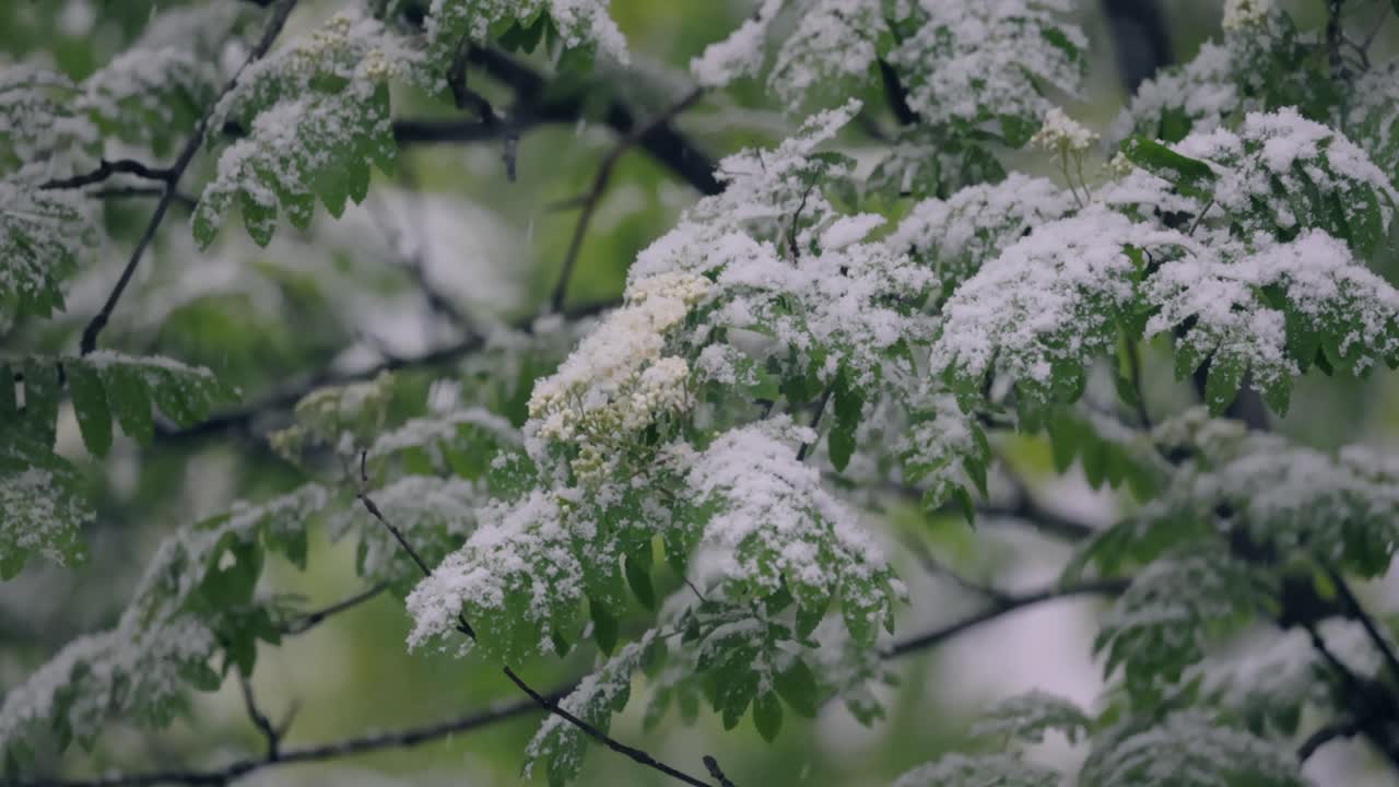 NEVICATA SU FOGLIE VERDI PRIMAVERILI. L'IMPUNIBILITÀ DEL TEMPO ATMOSFERICO E DEL CAMBIAMENTO CLIMATICO SUL PIANETA TERRA.