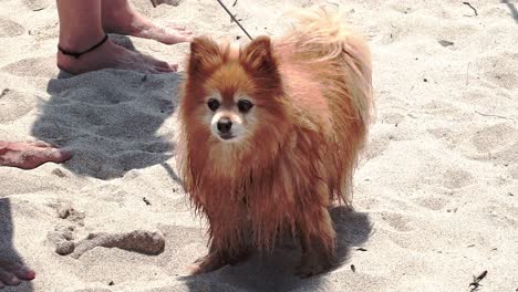 cute, brown pomeranian dog on a leash at the beach looking up at it's people