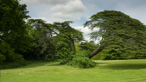 Schöner-Baum-01