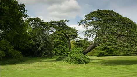 Beautiful Tree 01