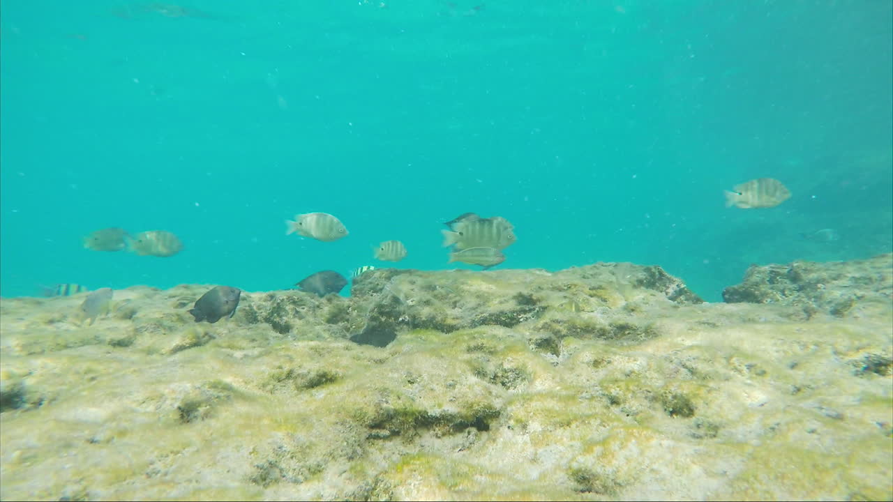 많은 물고기가 열심히 빵 부스러기를 먹고