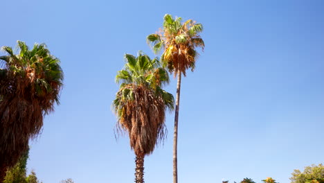 sunlight warm paradise, tropical humid climate, tree fronds vegetation