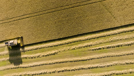 combine harvester in wheat field