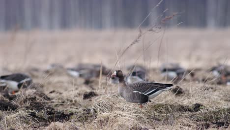 Large-flock-of-white-fronted-and-other-geese-during-spring-migration-resting-and-feeding-on-meadow-take-off