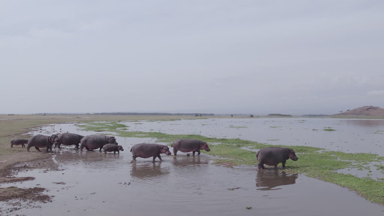 강 에 있는 히포포타무스