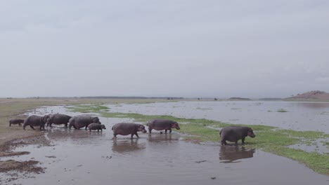 hipopótamos en un río
