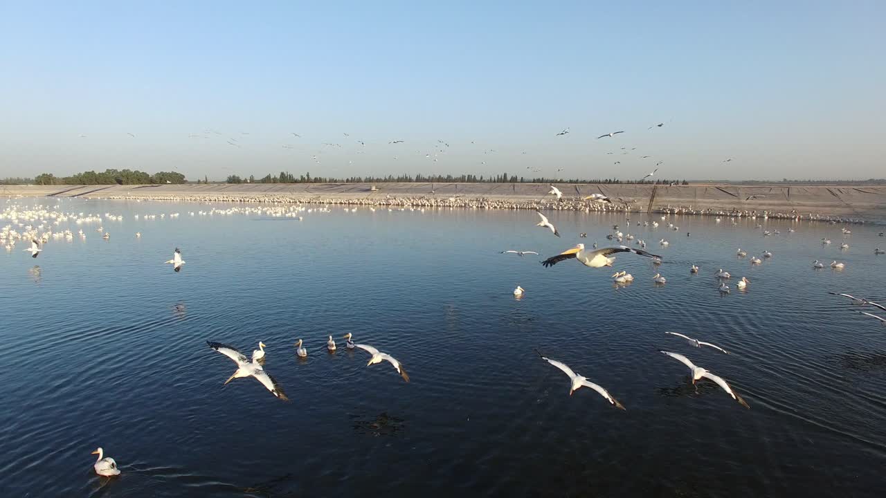 Large Flock of Pelicans at a Reservoir