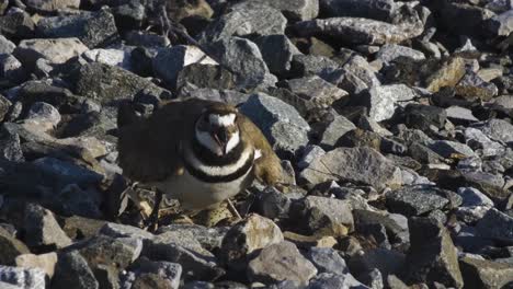 A-Killdeer-ground-bird-protecting-her-eggs-in-her-nest