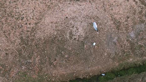 horse tied to post grazing in grassy field near rural hillside of chalcatongo, oaxaca, drone top shot overview