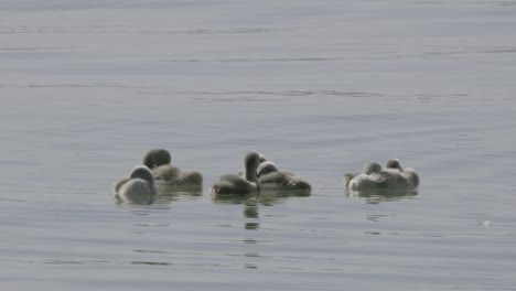 little ducks relaxing and moving on the top of the lake balaton