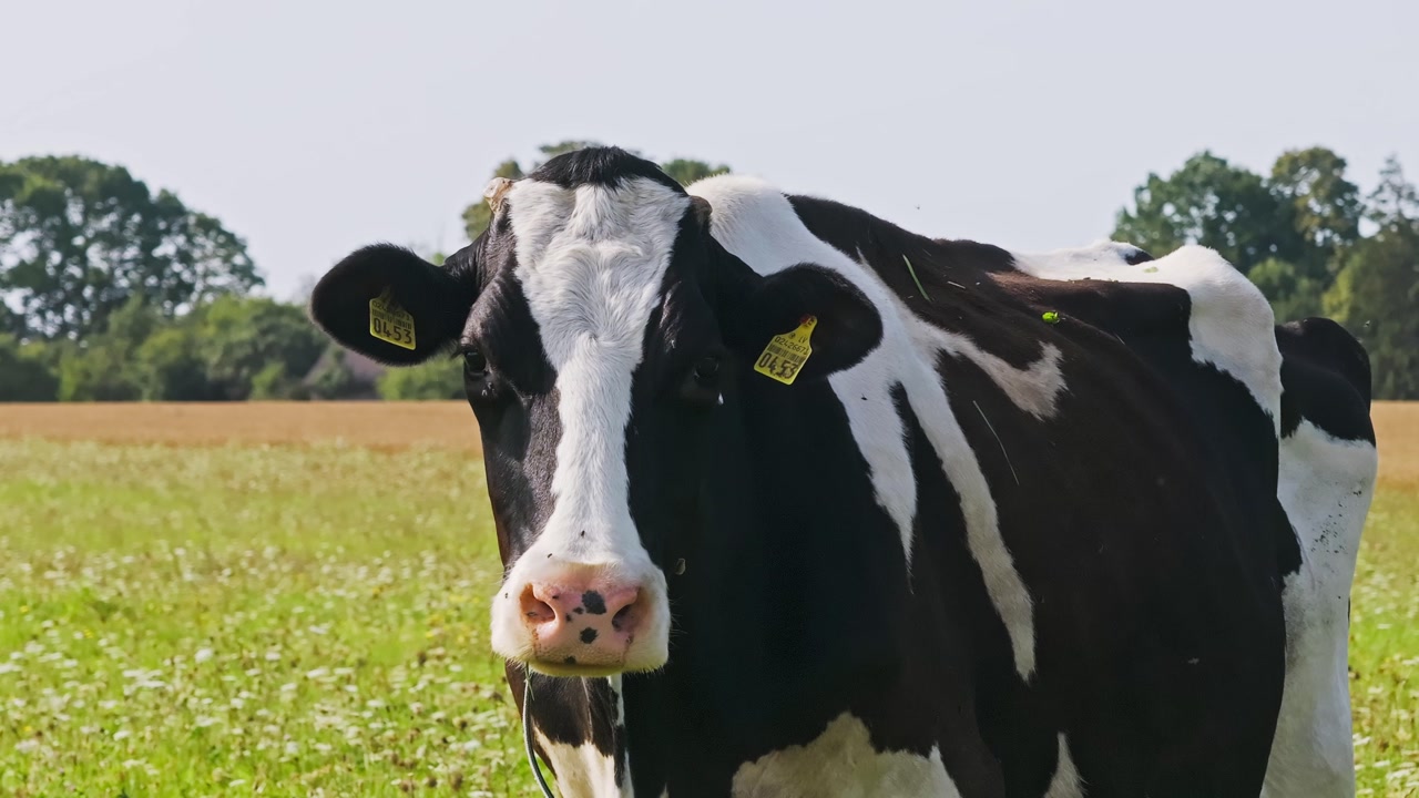 Curious cow in open pasture with flies around face under warm sunlight