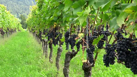 grapes pinot noir in vineyard