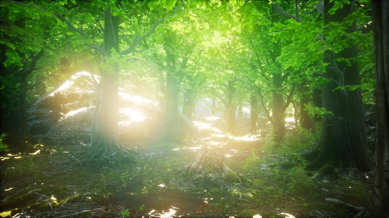 Forest of Beech Trees illuminated by Sunbeams