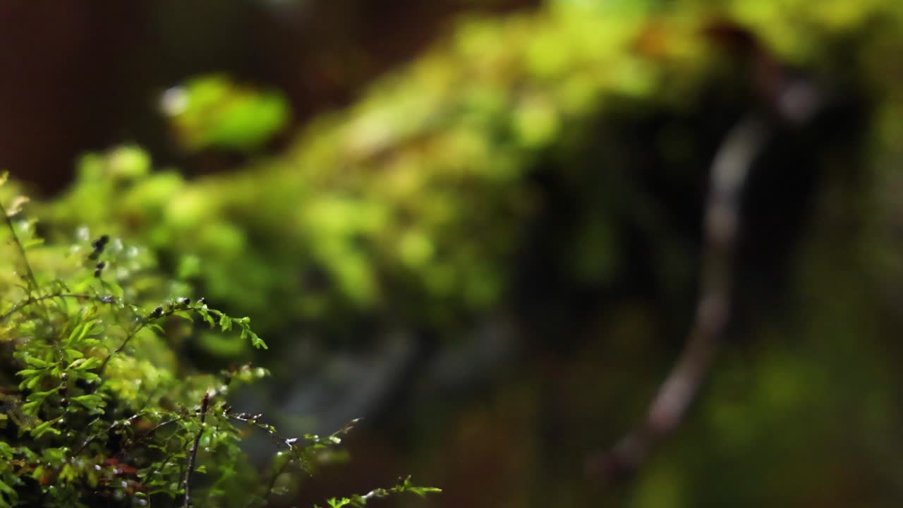 Primo piano di felci in una lussureggiante foresta pluviale