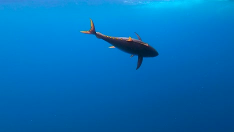 top-down shot of a tuna swimming sideways