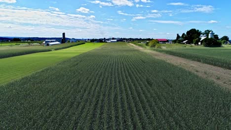 Una-Vista-Aérea-De-Hileras-De-Campos-De-Maíz-Y-Tierras-De-Cultivo-Que-Vuelan-Bajo-Al-Maíz-En-Un-Día-Soleado-De-Verano