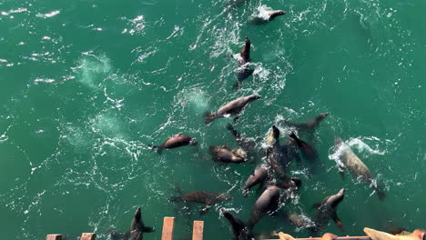 sea lions playing in the water below the wharf in sant cruz