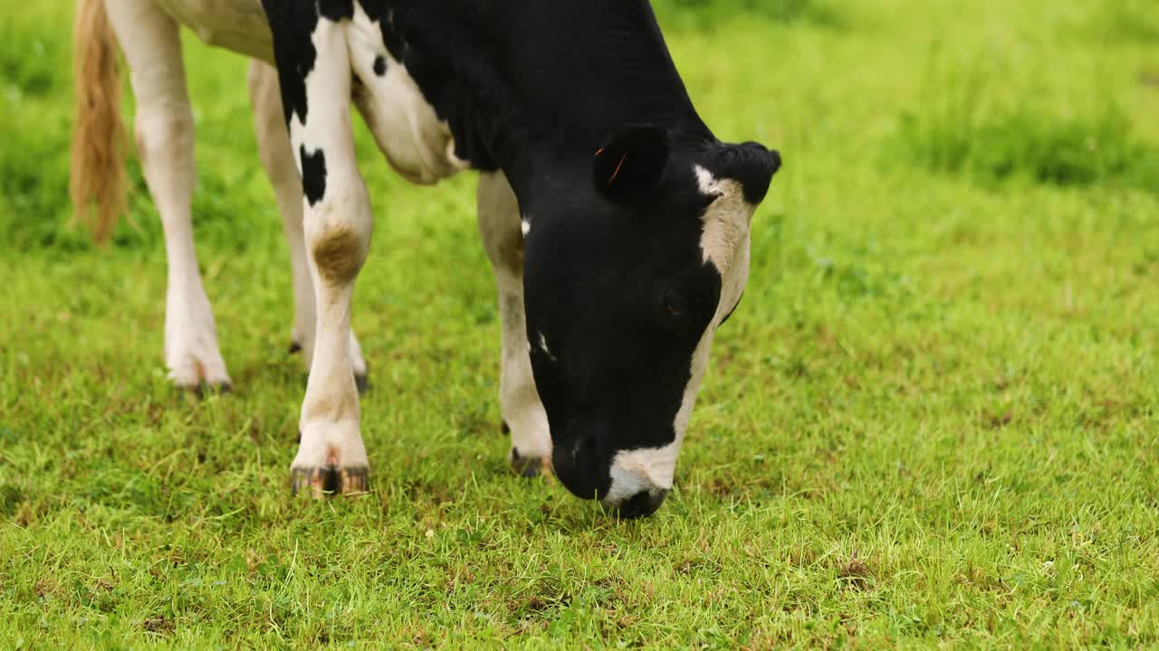 ganado holstein doméstico pastando en el campo de azores, isla terceira, portugal