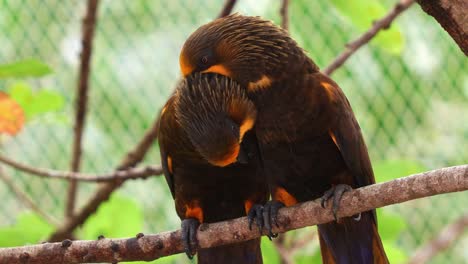 el pájaro amoroso lory marrón se alza uno al lado del otro en la rama del árbol, limpiándose y limpiándose las plumas del otro en el recinto, toma de cerca de una especie exótica de pájaro loro nativo del norte de nueva guinea