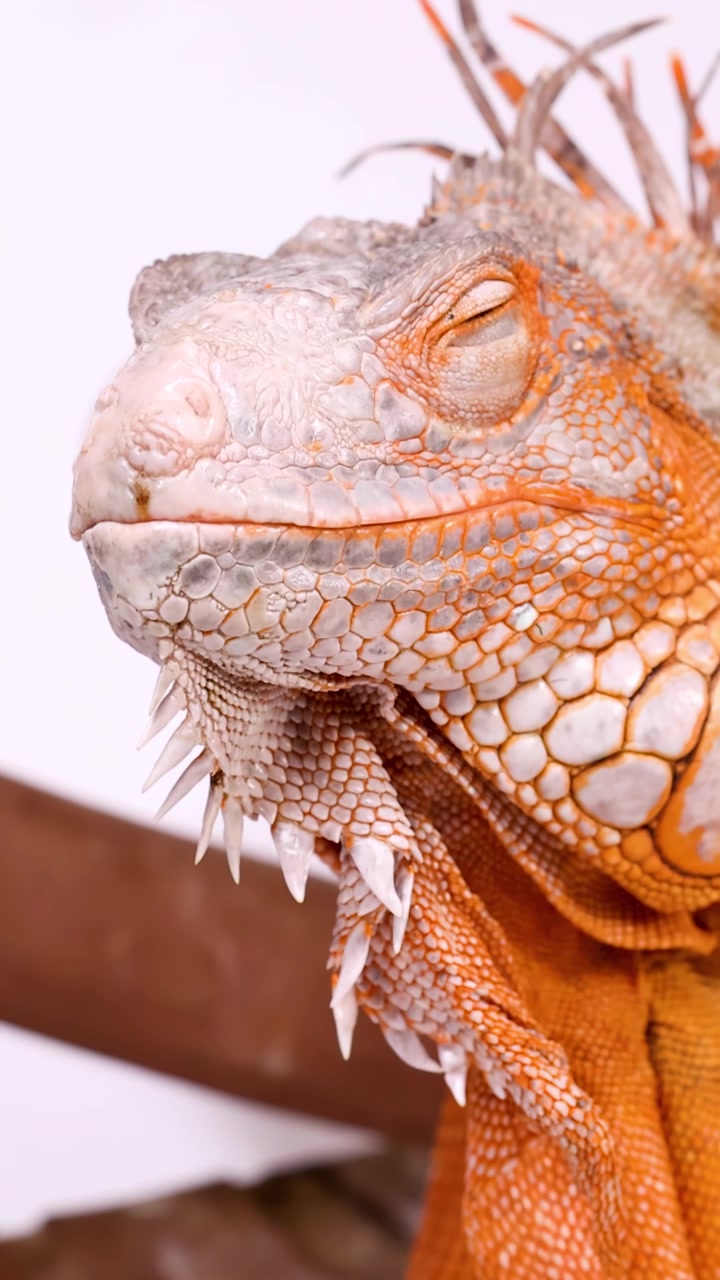 Macro di un'iguana arancione brillante che riposa su un ramo con gli occhi chiusi.
