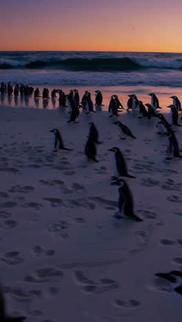 penguins on the beach at sunset