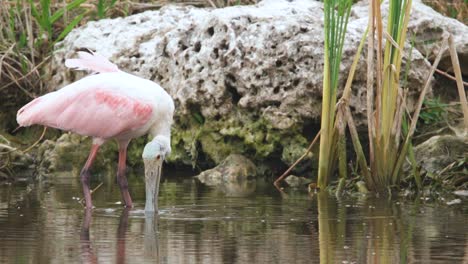 roseate-spoonbill-bird-feeding-in-shallow-water-around-limestone-rock-in-slow-motion