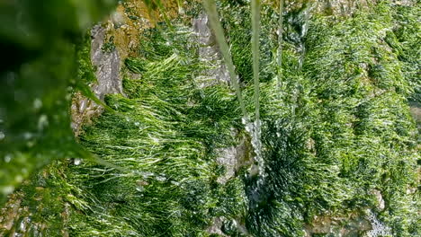 Small-threads-of-water-that-come-out-of-the-rocks-and-fall-onto-green-moss