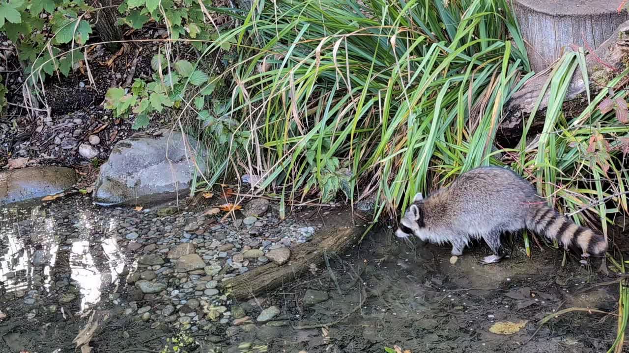 Raccoon jumping across the rocks on the river