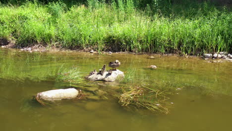 AERIAL:-Still-Shot-of-Adult-Duck-with-Ducklings-Sitting-and-Grooming-Themselves-on-the-Huge-River-Rock-on-a-Sunny-Day