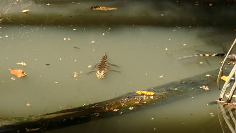 lizard swimming in a pond full of tadpoles on sunny day