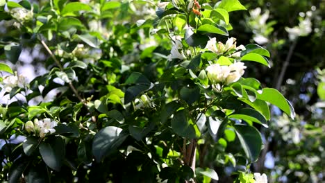 white flowers swaying on a tree in sunlight.