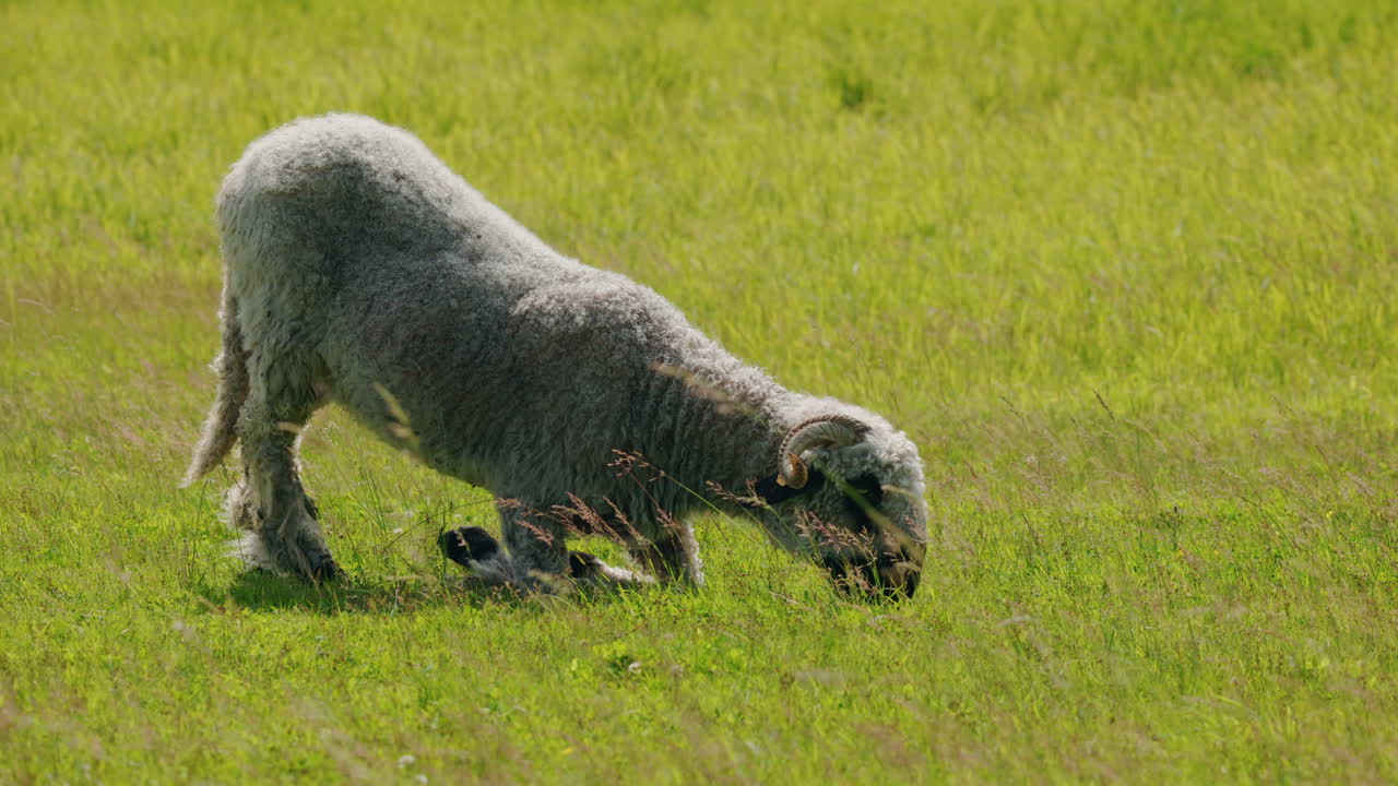 Овцы пасутся в поле